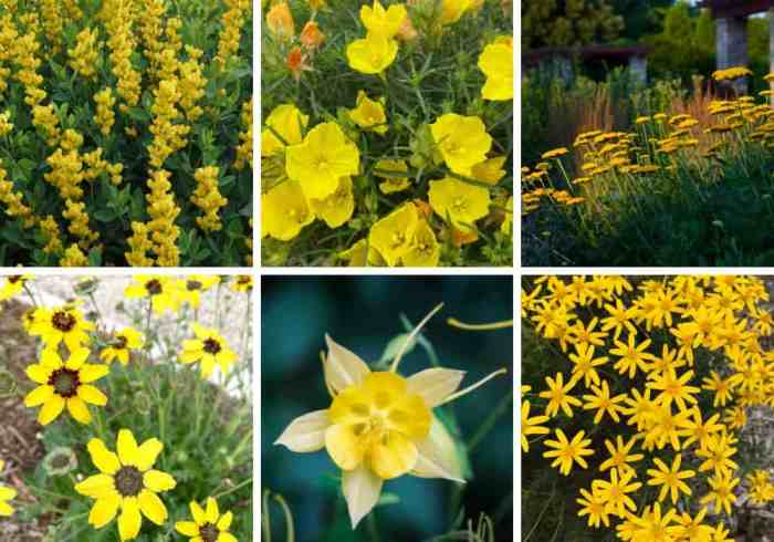 Tall Plant with Yellow Flowers A Comprehensive Guide